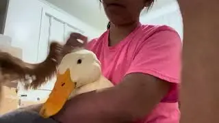 Ducky Love To Cuddles  