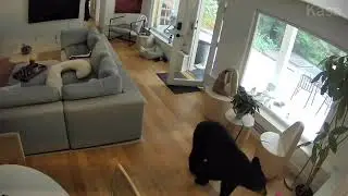 My 5lb dog chased a bear out of our house, it ate his food! #guarddog #pomeranian #bear #vancouver 