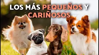 Las 10 razas de PERROS PEQUE&Ntilde;OS m&aacute;s CARI&Ntilde;OSOS que te robar&aacute;n el coraz&oacute;n ❤️🐶