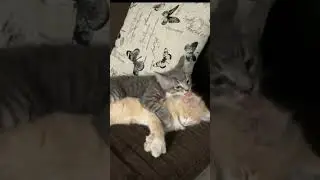 Cat Lover 🐱#shortvideo #viral #asmr #shariz17vlog