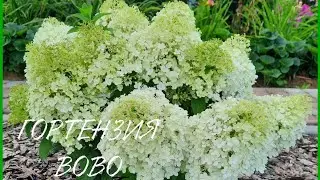 МОЯ  ГОРТЕНЗИЯ BOBO ( БОБО) - КРУЖЕВНАЯ КРАСОТА!