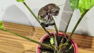 Bat-flower/ Tacca Chantrieri Plant Care