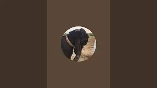 S k knowledge animal is live!