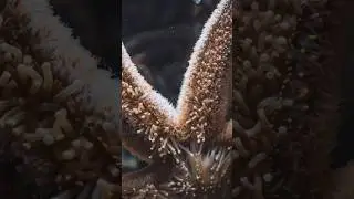 Amazing facts about Ostrich || #shorts #viral #facts #trending
