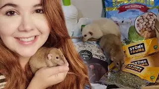 Ratas Dumbo (burmês e siamês) - BOX Stone Fauna do mês #5