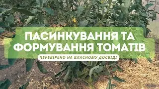 Пасинкування і формування томатів. Перевірено на власному досвіді!