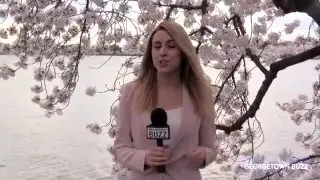 Cherry Blossoms in Washington, DC