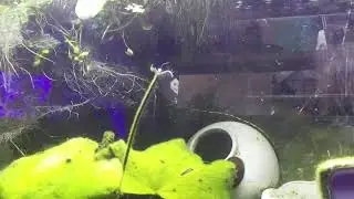 Freshwater Tank Stream!