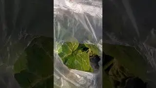Early pumpkin growing #shorts #grow #kadu #vegetables #polyhouse #early #pumpkin #summer #february