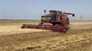 860 Massey - 2022 Kansas wheat harvest