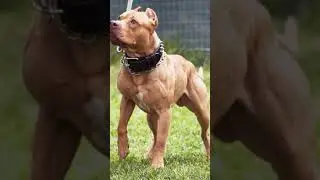 American Pitbull Terrier.