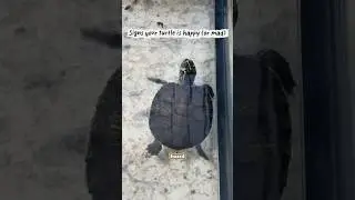 Why Do Turtles Flutter Their Claws? 🐢 Turtle Behavior Explained #turtles #worldturtleday #turtle