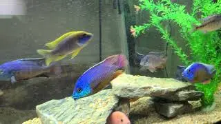 Tangerine Tiger, Red Empress, Taiwan Reef