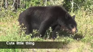 Mama and Baby Bear Foraging in the Forest in Kwak̓wala
