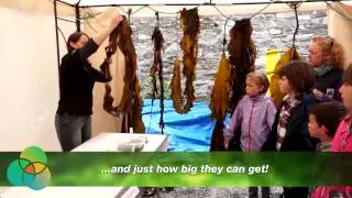EnAlgae at the QML Open Day and Strangford Lough Maritime Festival
