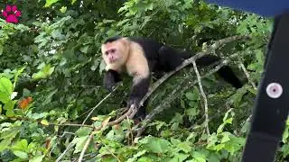 Gatun Lake- Monkey Island, Panama, Capuchin Monkey