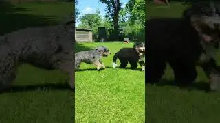 Two playful mini Bernedoodle dogs running around! #shorts
