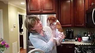 Grandmother Puppy Surprise - Mini Dachshund (OMG GRAMMY)