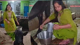 New buffalo milking by hand village girl #cow#buffalo #viralvideo #farmanimals #milking hand #farm🐃🐄