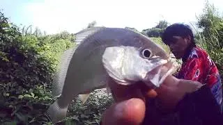 Strike Ikan Kedukang dan Ikan Blama ...Cihuuuuy...
