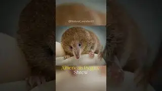 Pygmy Shrew | Eat every minute or die #animalshorts