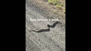 Hissing Bullsnake Sounds Like Rattlesnake #nature #outdoors #snake #nonvenomous #country #pnw #reel
