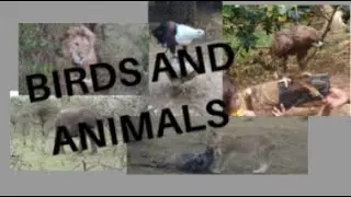 Birds|Animals|Eagles and Hawks|Owls|Reptiles Educational video for kids