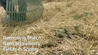 Removing Mulch from Strawberries in Spring