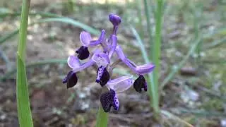 Orchis morio subsp. longicornu (Poir.) Kreutz II.