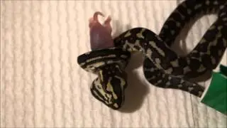 Feeding our new Jungle Python Hatchling