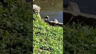 turtle sunbathing on a rock