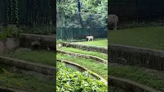 white tiger in Delhi ZOO 😀❤️ #shorts #2022 #animals #zoo