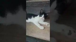 mga pusang makukulit🤪😁😄🐱🐈&zwj;⬛ #cat #animals #makukulit #trending