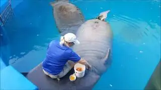 Manatee Feeding Time