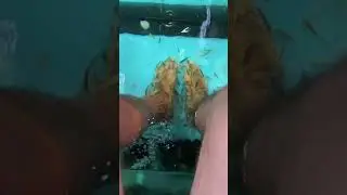 Thai Fish Massage: A Unique Experience in Phuket's Wellness Scene #fish #massage #phuket #youtube