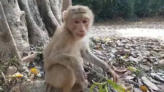 Pretty poor monkey Rose feeding food | Young cute pigtail monkey so hungry