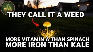 The Wild Medicine in Your Garden They Don't Want You to Know