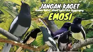 Pancingan handal buat kacer apapun auto NYAUT EMOSI