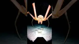 Colossendeis: The Abyss Walker 🕷️