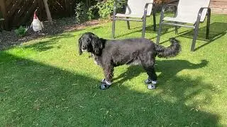 Louie Bates the Cockapoo wearing his new boots