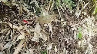 SCORPION KAMAL INSEC HUNTING GOOD LUCK FOR THE BEST AREA 