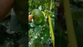 fichi e fioroni