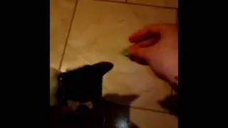 Cat eating lettuce