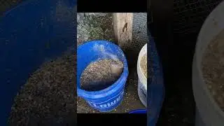 Fermenting Chicken Feed pt 1