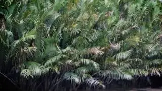 Sundarbans is the largest single block of tidal halophytic mangrove forest in the world
