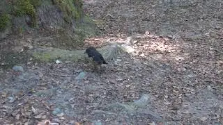 South Island Robins
