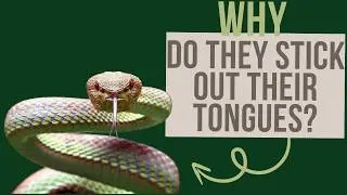 Mystery Solved: Snakes' Tongue Behavior Explained