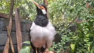 Jalak suren 