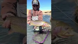 Fly Fishing at the Dream Stream