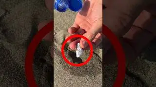 $100,000 Cash Found On Beach! 🤑